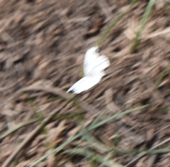 Leptosia nina