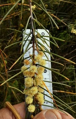 Acacia ptychoclada