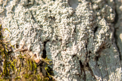 Punctelia missouriensis