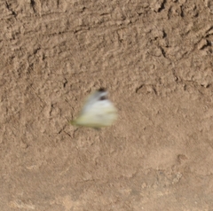 Leptosia nina