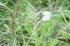 Eurema elathea