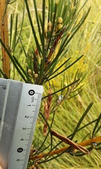 Acacia ptychoclada
