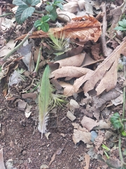 Psittacula