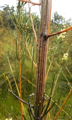 Acacia ptychoclada