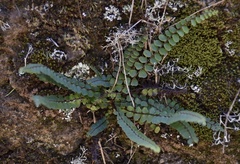 Asplenium trichomanes quadrivalens