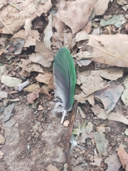 Psittacula