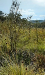 Acacia ptychoclada