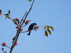 Dicrurus hottentottus