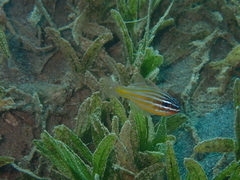 Ostorhinchus cyanosoma