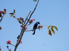 Dicrurus hottentottus