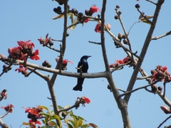 Dicrurus hottentottus