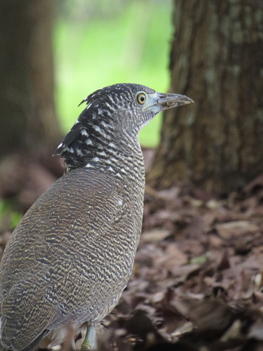 Malayan Night Heron, photo 7 of 7