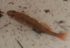 Pseudomugil signifer