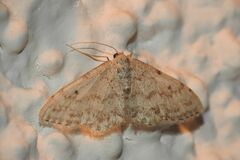 Idaea camparia