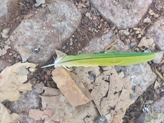 Psittacula
