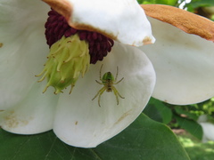 Araniella cucurbitina