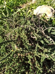 Camphorosma monspeliaca