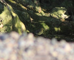Spinus psaltria