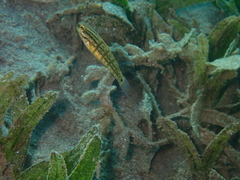 Amblygobius albimaculatus