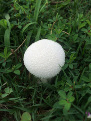 Lycoperdon marginatum