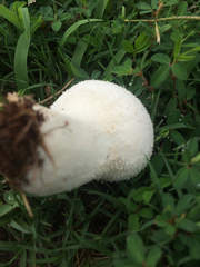 Lycoperdon marginatum