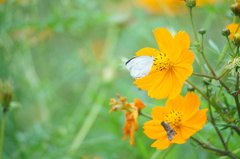 Eurema elathea