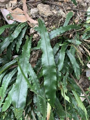 Blechnum patersonii