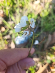 Diplotaxis erucoides