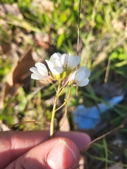 Diplotaxis erucoides