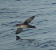Puffinus mauretanicus