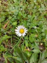 Bellis sylvestris