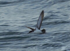 Puffinus yelkouan