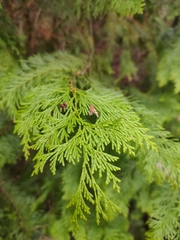 Chamaecyparis lawsoniana
