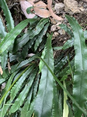 Blechnum patersonii