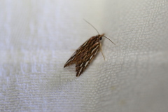 Meyrickella torquesauria