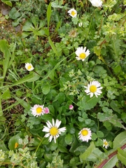 Bellis sylvestris