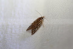 Meyrickella torquesauria