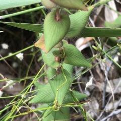 Leucopogon amplexicaulis