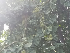Ginkgo biloba