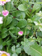 Bellis sylvestris
