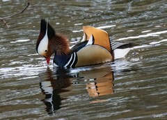 Aix galericulata