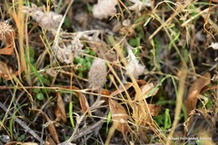 Trifolium sylvaticum