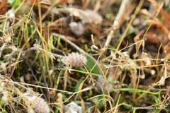 Trifolium sylvaticum