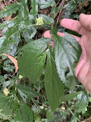 Elatostema reticulatum
