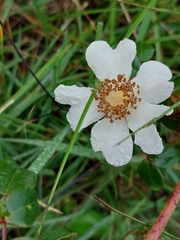 Rosa sempervirens