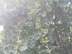 Ginkgo biloba