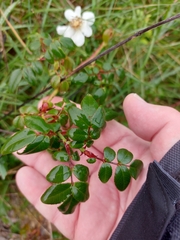 Rosa sempervirens