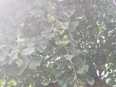 Ginkgo biloba