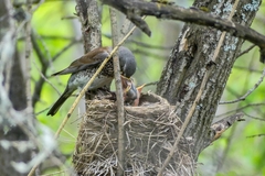 Turdus pilaris