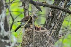 Turdus pilaris
